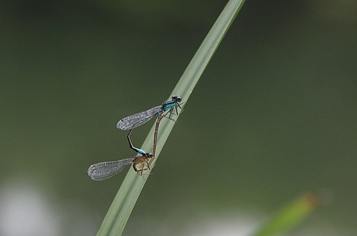 Dragonflies_in_love_and_mating_nice_insects